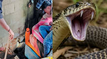 snake-bite-incident-reported-in-pathanapuram