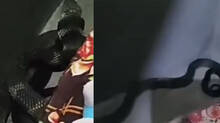 king-cobra-found-under-bed-in-cheruvanchery-kannur