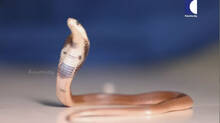vava-suresh-caught-cobra-from-a-house-at-vellayani