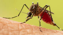 mosquito