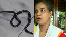 snake-caught-inside-toilet-kodali