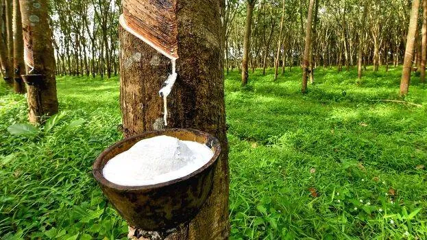rubber rubber