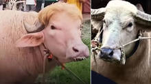 buffalo-in-bangladesh-for-looking-exactly-like-donald-trump