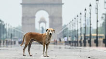 supreme-court-order-strays-to-be-removed-from-streets