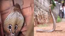 kaumudy-tv-snake-master-latest-episode-update