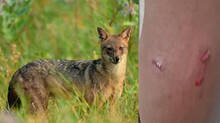jackal-attack-in-kozhikode
