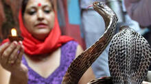 indias-snake-village-cobras-live-alongside-residents