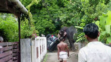 elephant-attack