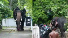 elephant-attack
