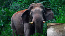 elephant-dies