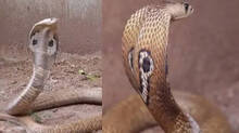 the-reason-why-snakes-have-these-habits