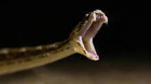 governments-target-is-to-make-kerala-free-from-snake-bite-deaths