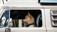pet-dog-accidentally-fires-gunshot-pedestrian-injured