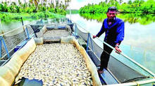 thousands-of-fish-found-dead-due-to-one-reason