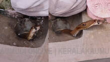 kaumudy-tv-snake-master-latest-episode