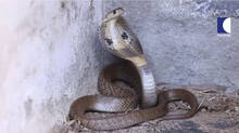 caught-three-cobras-from-three-different-homes