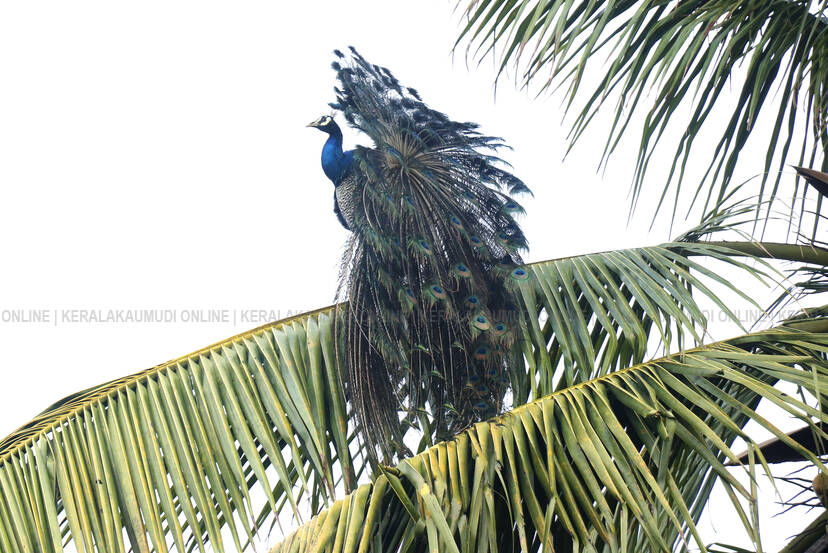 Kerala Kaumudi Photo Gallery