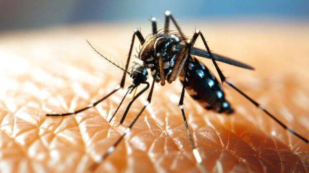 dengue
