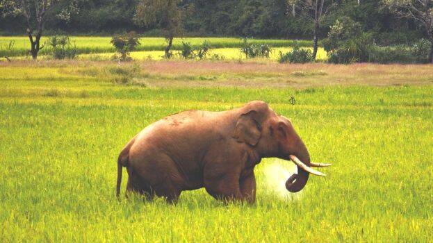 elephant