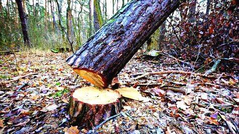 tree-cut