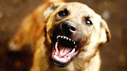 dog