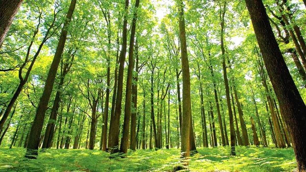 forest