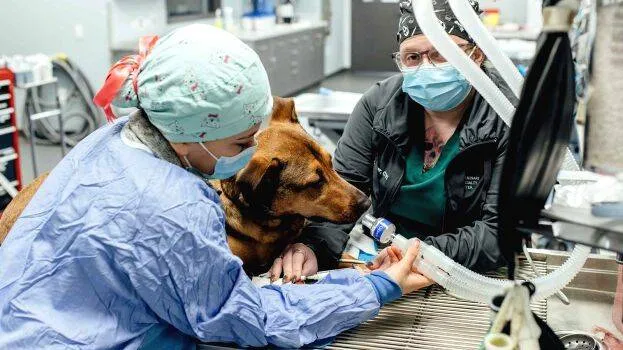 vet
