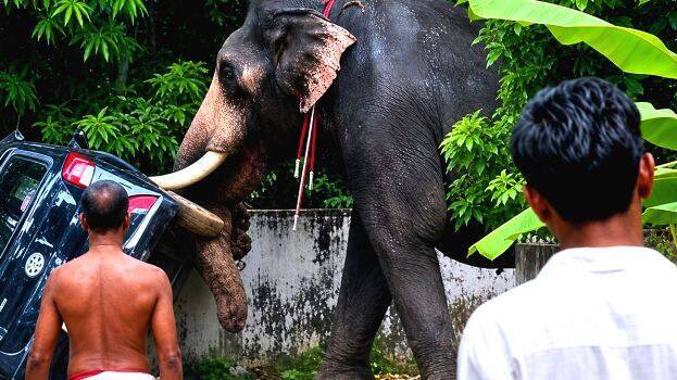 elephan-
