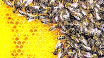 aa
