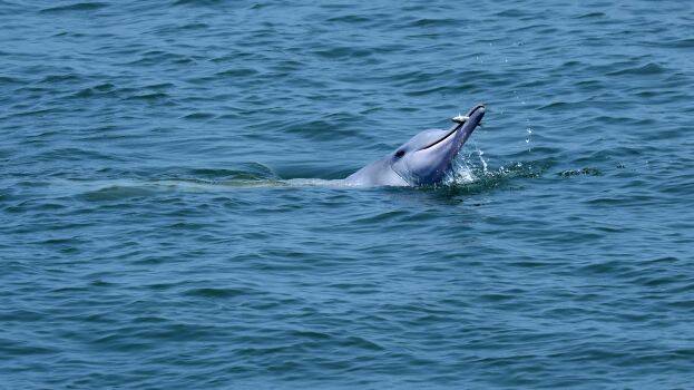 dolphin