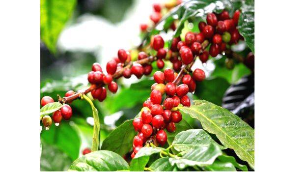 coffe