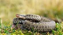 snake