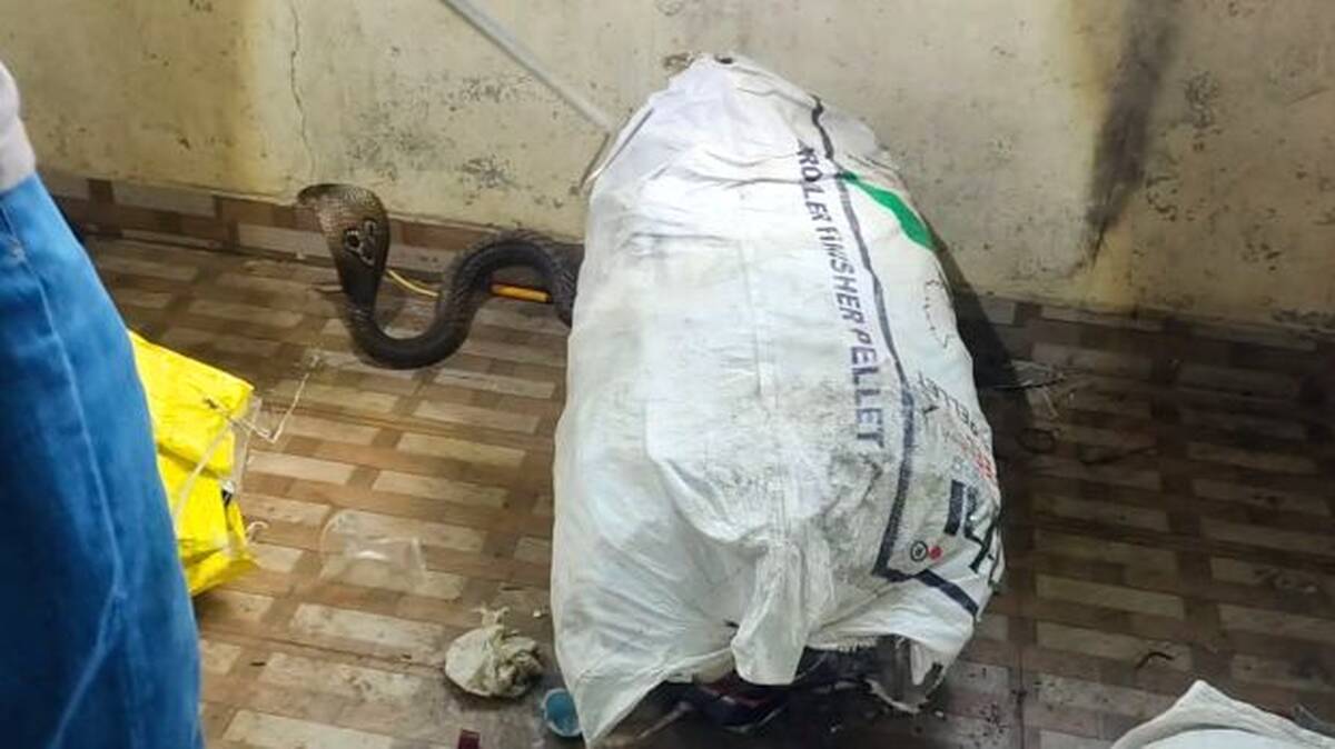 snake