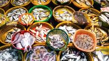 fish