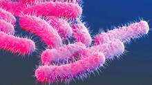 shigella