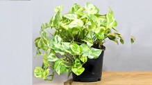 money-plant