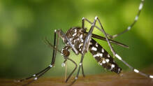 google-wants-to-release-up-to-32-million-good-mosquitoes-in-california-and-florida