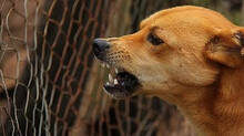 stray-dog-bites-three-month-old-baby-and-grandmother