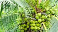 kerala