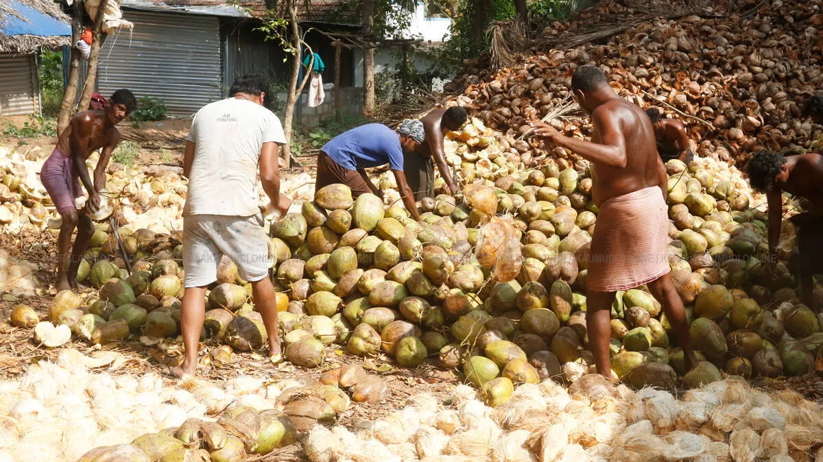 coconut