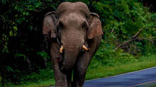 wild-elephant-attack-woman-died-in-idukki