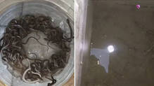 27-snake-hatchlings-in-water-tank