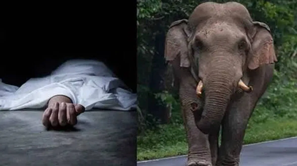 elephant- elephant-