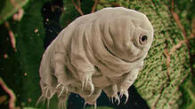 animals-that-can-live-without-food-and-water-for-months-and-years