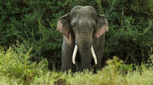 wild-elephant-attack-in-malappuram