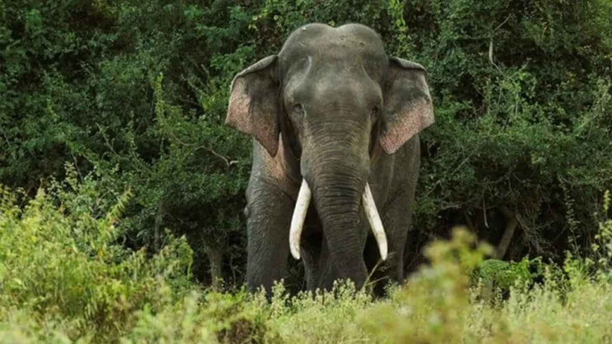 wild-elephant
