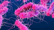 shigella