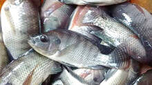 fish-price--hike