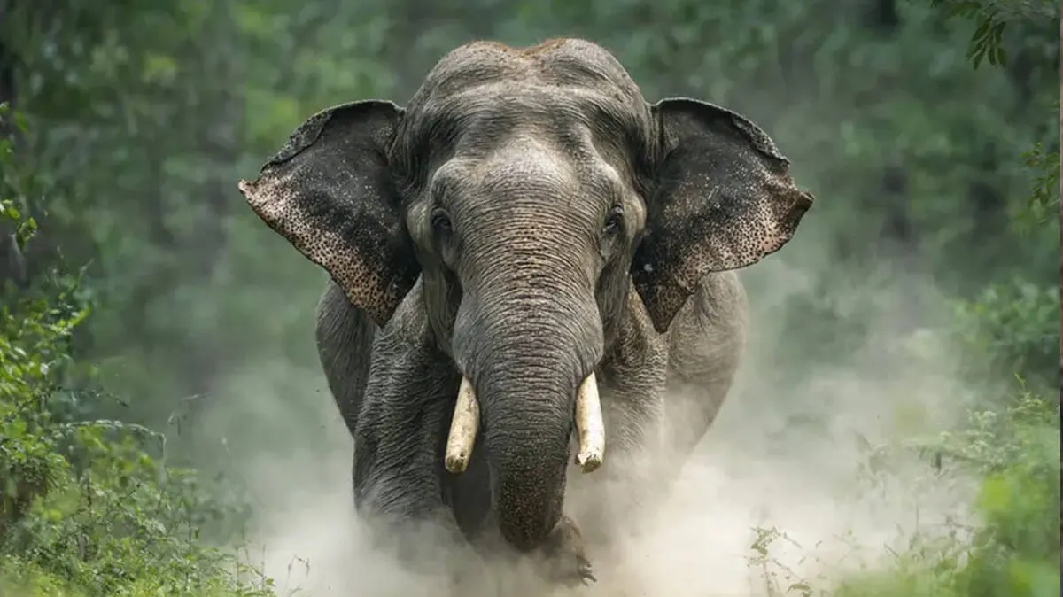 elephant elephant