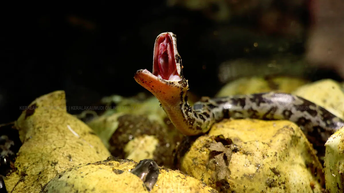 snake